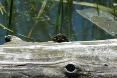 Chrysemys picta marginata