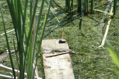 Chrysemys picta marginata