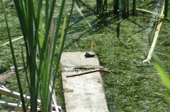 Chrysemys picta marginata