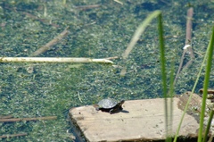 Chrysemys picta marginata