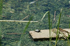 Chrysemys picta marginata