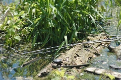 Chrysemys picta marginata