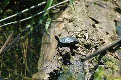 Chrysemys picta marginata