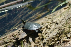 Chrysemys picta marginata