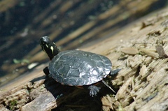 Chrysemys picta marginata