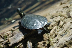 Chrysemys picta marginata