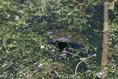 Chrysemys picta marginata