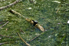 Chrysemys picta marginata