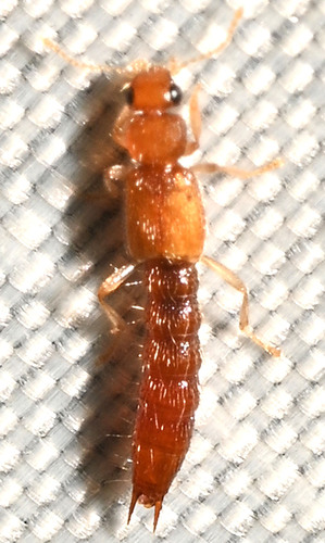 Palaminus observed 2025-09-03