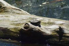 Chrysemys picta marginata