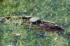 Chrysemys picta marginata