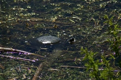 Chrysemys picta marginata