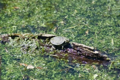 Chrysemys picta marginata