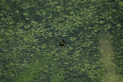 Chrysemys picta marginata