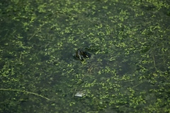 Chrysemys picta marginata