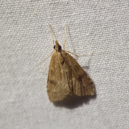 Dusky Pearl, 9451 AA Rolde, Netherlands, photo 8 of 10