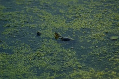 Chrysemys picta marginata