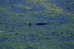 Chrysemys picta marginata