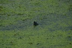 Chrysemys picta marginata