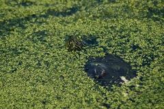 Chrysemys picta marginata