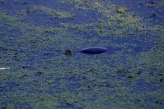 Chrysemys picta marginata