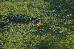 Chrysemys picta marginata