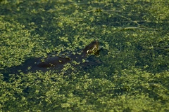 Chrysemys picta marginata