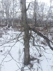 Crataegus chlorosarca