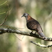 Bar-shouldered Dove - Photo (c) Victor W Fazio III, some rights reserved (CC BY-NC), uploaded by Victor W Fazio III
