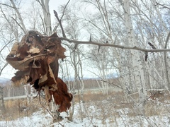 Crataegus chlorosarca