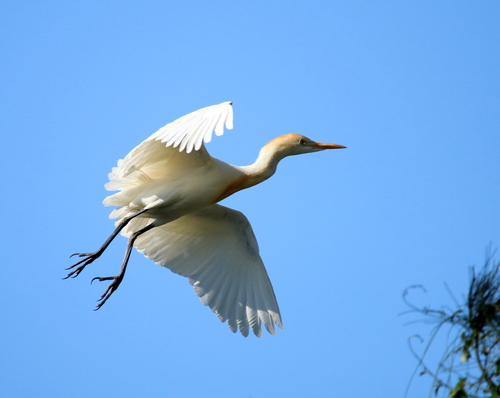 Eastern Cattle-Egret, photo 3 of 9