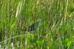 Porphyrio flavirostris