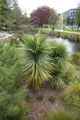 Cordyline australis