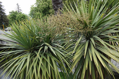 Cordyline australis