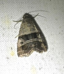 Ozarba punctigera