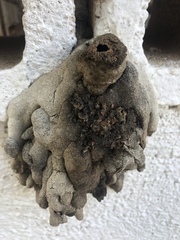 Lestrimelitta niitkib