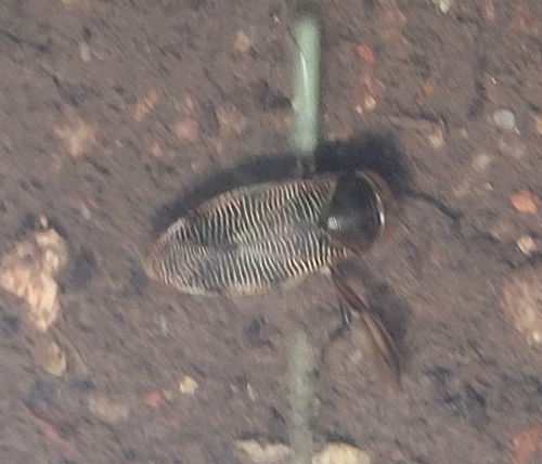 Graptocorixa abdominalis