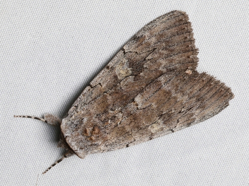 Pink Underwing photo 5