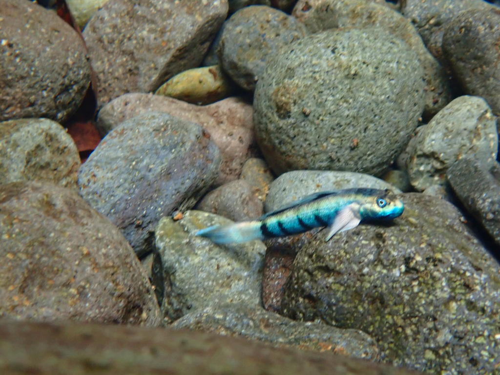 Spotted algae-eating goby (Sicydium punctatum) — Gobiidae