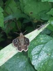 Piruna penaea