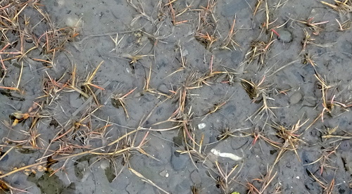Puccinellia phryganodes, 2025-08-22