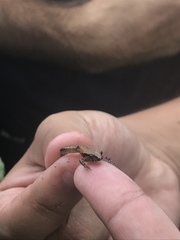 Craugastor underwoodi