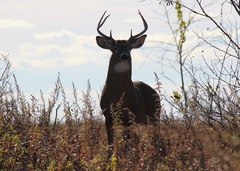 Odocoileus virginianus