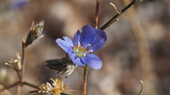 Eriastrum sapphirinum sapphirinum