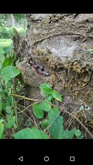 Lampropeltis micropholis