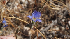 Eriastrum sapphirinum sapphirinum