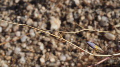Eriastrum sapphirinum sapphirinum