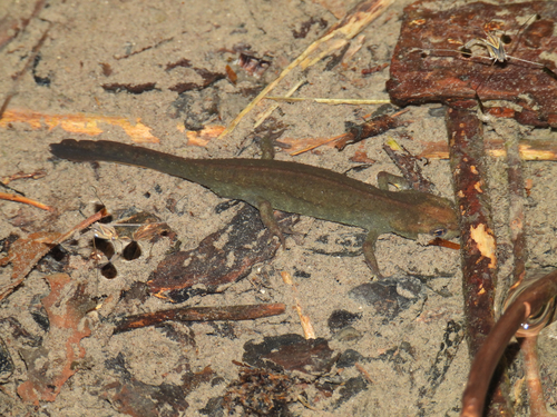 Oolong Fire-bellied Newt