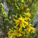 Dittrichia viscosa angustifolia - Photo (c) Sarah Sells,  זכויות יוצרים חלקיות (CC BY-NC), הועלה על ידי Sarah Sells