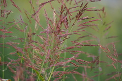 Sorghum propinquum